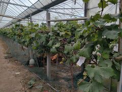 -马陆小张葡萄园农家乐