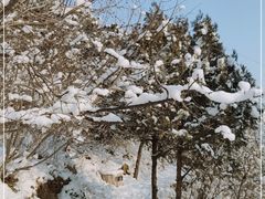 -北京凤凰岭