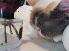 -平行世界·猫咖(首经贸店)