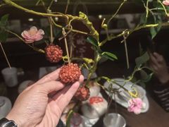 -HOHO餐厅(古子城店)