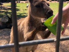 -费瑟代尔野生动物园