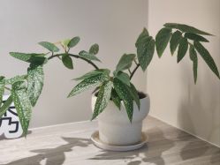 -慕颜医疗美容·皮肤微整 抗衰