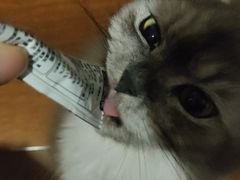 -艾吉宠物医院·疑难杂症转诊中心·猫友好(碧江路院)