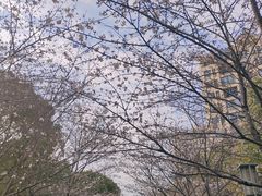 -高东镇樱花园