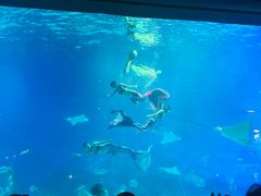 -烟台海昌鲸鲨海洋公园