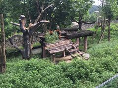 -都江堰中华大熊猫苑