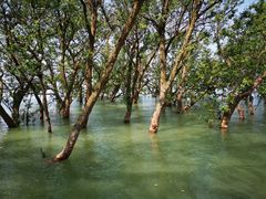 -宝安西湾红树林湿地公园