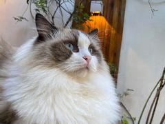 -喵屿·大理花园猫咖