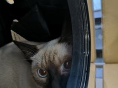 -喜多萌中农锦绣动物医院24H·猫科·牙科MRI·CT