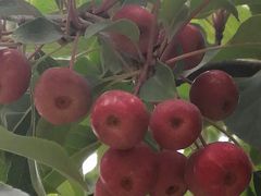 -永定河休闲森林公园