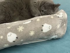 -瑞鹏宠物医院·骨科·猫科·内科(第一中心)