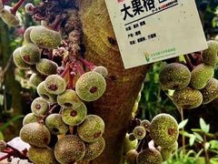 -呀路古热带植物园