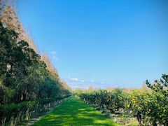 -前小桔亲子创意农场·草莓采摘·露营烧烤