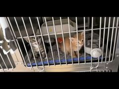 -宠颐生宠物医院·心肾内科·猫专科诊疗中心宠巢店