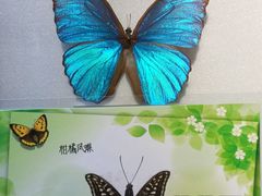-上海昆虫博物馆