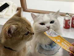 -共舞时光猫咖·狗咖(新街口店)