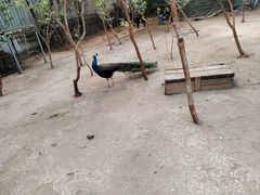 -呀路古热带植物园