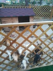 -萌宠亲子动物乐园(槐房万达店)