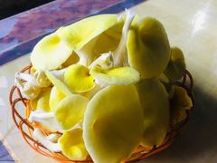 黄金菇-仙蘑洞