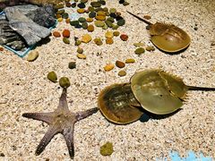 -芜湖新华联大白鲸海洋公园