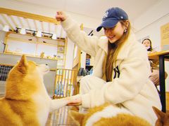 -豆柴町-柴犬主题狗咖(红鼎国际C座店)
