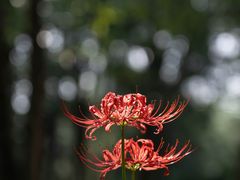 -杭州植物园