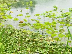 -昆山城市生态森林公园