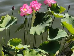 -莲花池公园