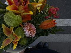 -溪岸路花鸟市场