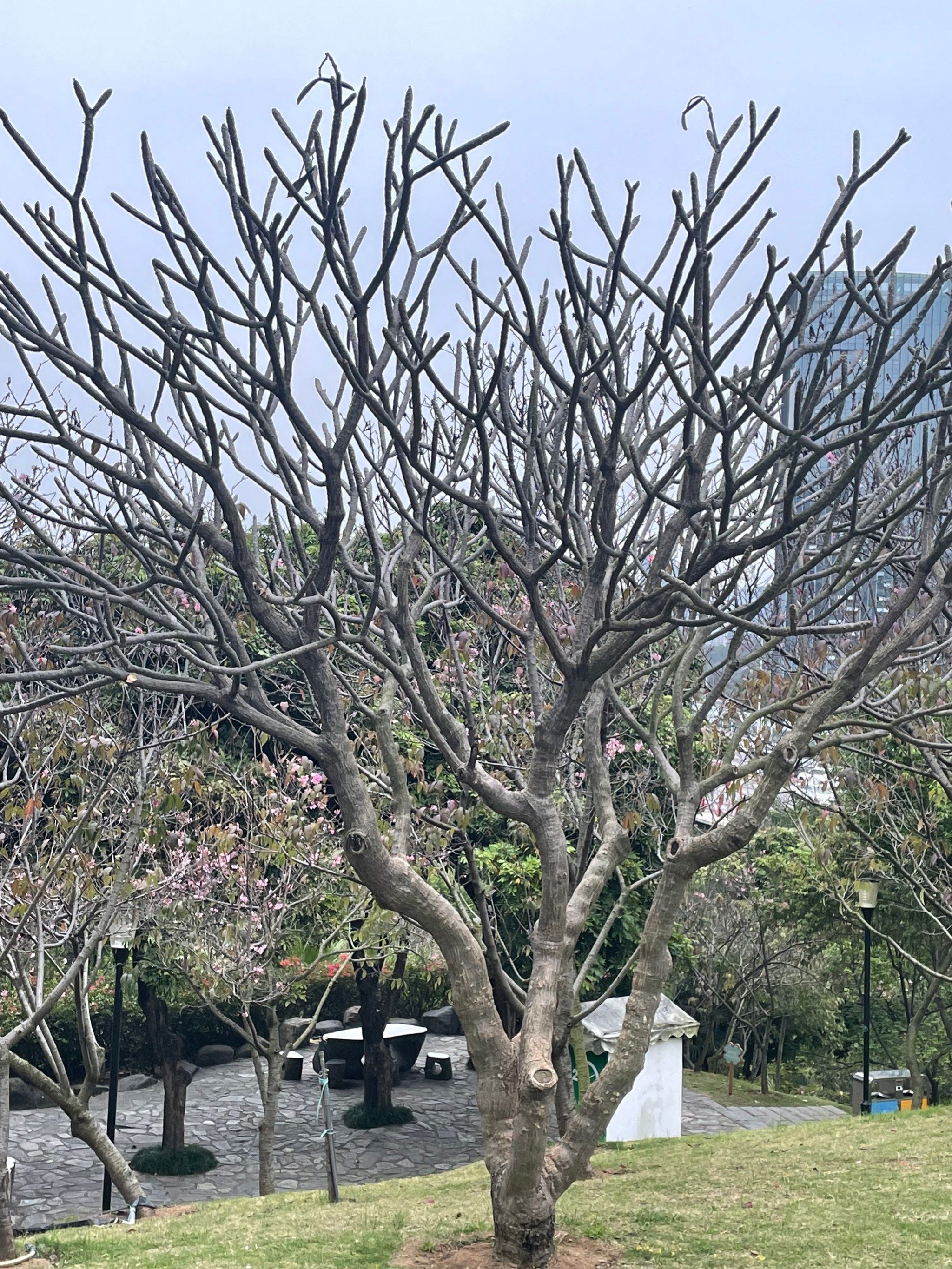 海沧大屏山樱花