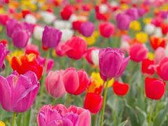 -狼山风景名胜区