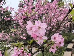 -南山植物园
