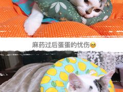 -艾贝尔宠物医院·24H转诊中心·肿瘤猫专科(江宁双龙店)