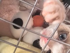 -佩兹宠物医院肿瘤专科·眼科·牙科(黄浦店)