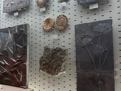 -浙江自然博物院(杭州馆)