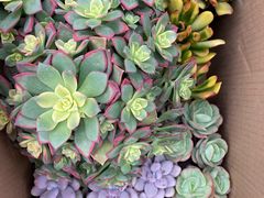 -秦美花卉(天朗·莱茵小城2期店)