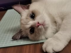 -袖虎·猫馆(体育西路店)