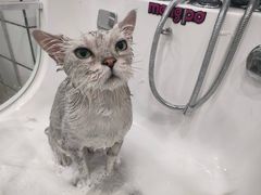 -Pets First伊珊娜洗护·精致美容·家庭式寄养(新会路店)