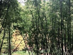 -云溪植物园