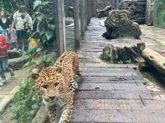 -贵州森林野生动物园