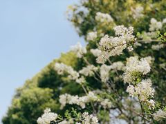 -新虹桥中心花园