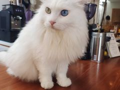 -有猫主题·治愈系猫咖(曾厝垵店)