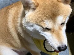-逗柴咖啡屋·狗咖猫咖宠物桌游
