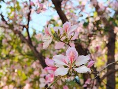 -荔枝公园(福田区)