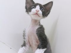 -70cat德文卷毛猫·缅因猫纯种猫舍
