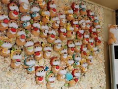 -柴犬高等学院·狗咖·柴犬售卖·宠物训练