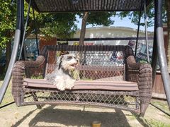 -翊宠yipet猫狗购宠庄园犬舍•猫舍