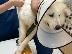 -瑞派康怡24h宠物医院·犬猫医疗中心·微创绝育(瑞景分院)