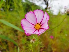 -春花秋色城市公园