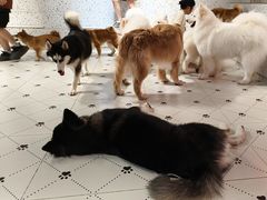 -毛绒耶耶撸宠馆·猫咖·狗咖·荷兰猪咖